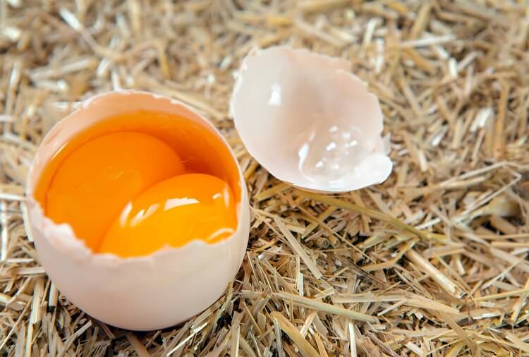 How Double Yolk Eggs are Formed in Female Chickens (Hen/Layers)
