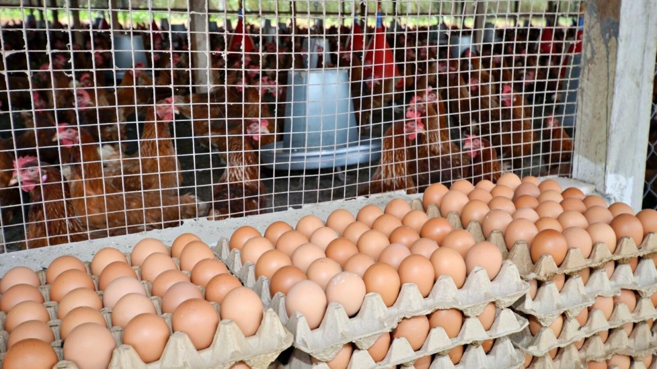 How to Increase Egg Production in Commercial Layers