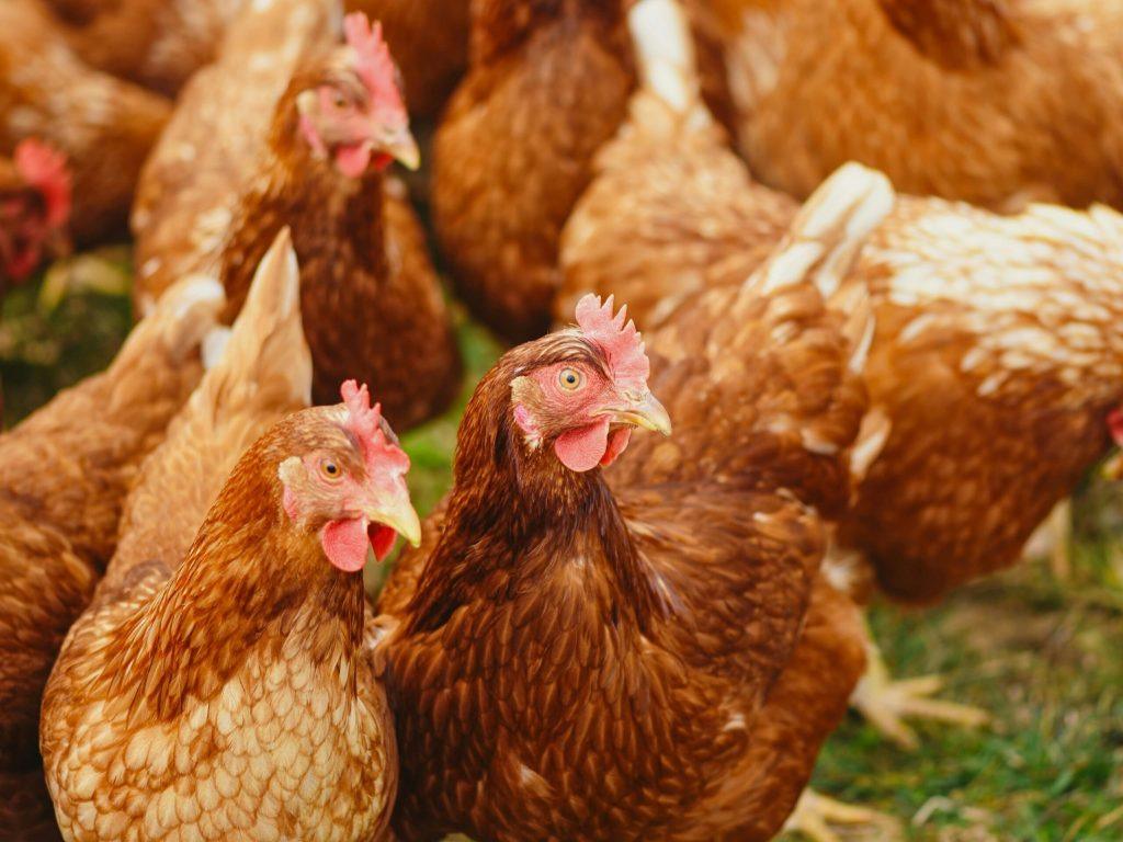 Comment Accroître la Production d'Œufs de pondeuses Commerciales