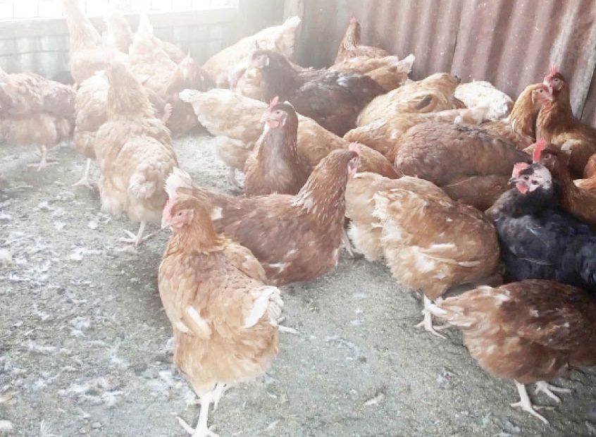 Harmattan and Its Effect on Poultry Production