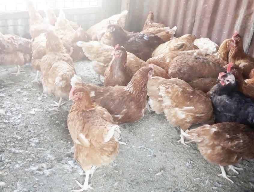 Harmattan and Its Effect on Poultry Production: What Every Farmer Should Know