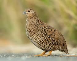 Facts About Quails (Coturnix coturnix) You Should Be Aware Of
