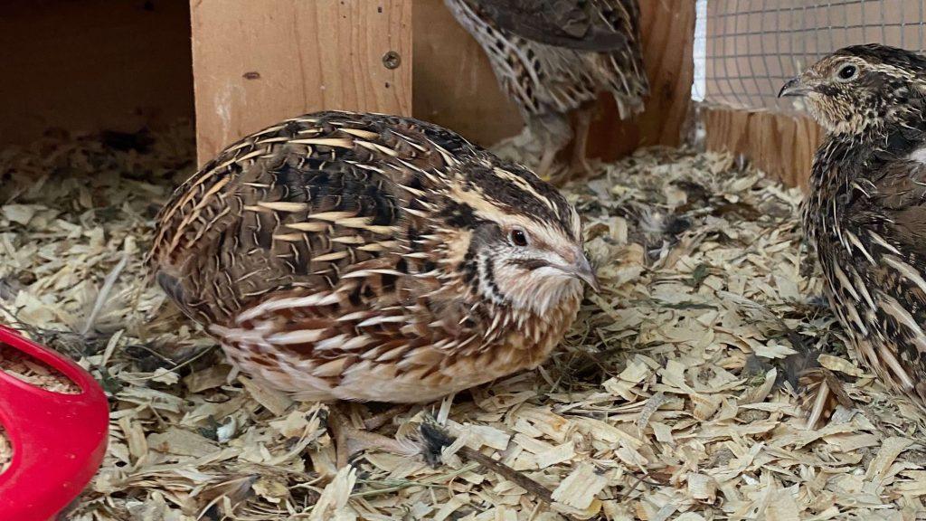 Facts About Quails (Coturnix coturnix) You Should Be Aware Of