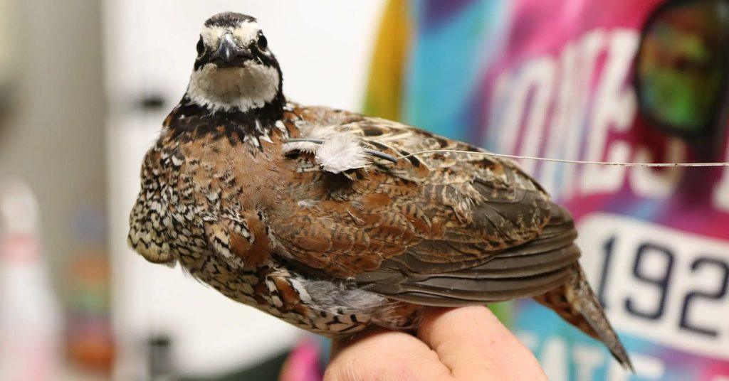 Facts About Quails (Coturnix coturnix) You Should Be Aware Of