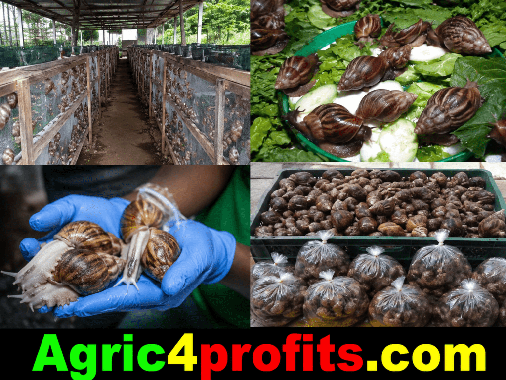 Benefits of Snail Farming Business