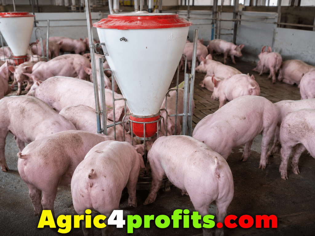 The Art and Science of Farming Pigs