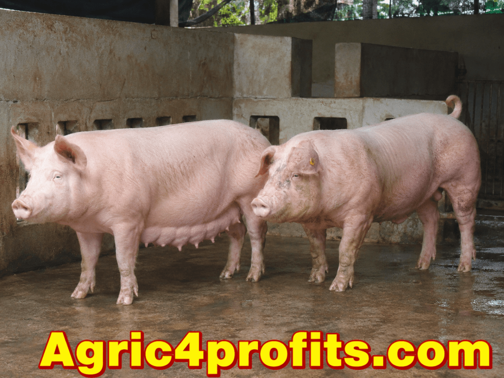 Piggery Line 7 Things to Consider when Starting up a Piggery Project - Agric4Profits