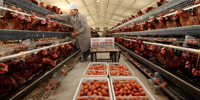 How to Start a Chicken Farm and Make Millions! How to Start a Chicken Farm and Make Millions!