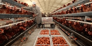 How to Start a Chicken Farm and Make Millions!