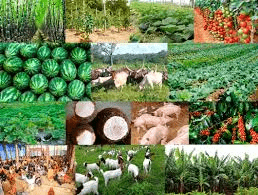 10 Most Profitable Farming Businesses You Can Start!
