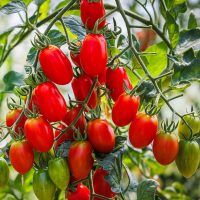 Agric4Profits Roma Tomato Seeds