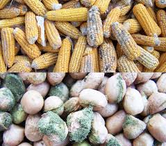 Problems Associated with Indigenous Traditional Storage of Roots and Tubers Problems Associated with Indigenous Traditional Storage of Roots and Tubers