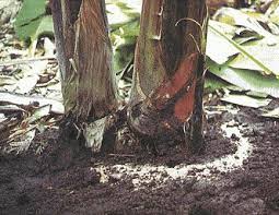 Plantain Fertilizer Application and Methods