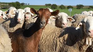Fattening of Sheep and Goats Complete Guide