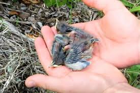 Local Bird Rescue Guide