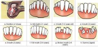 Estimating of Age Using Dentition in Sheep and Goat