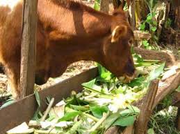 Forage Conservation for Animal Feeds and Feeding