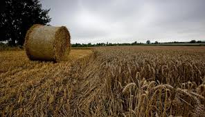 Forage Conservation for Animal Feeds and Feeding Forage Conservation for Animal Feeds and Feeding
