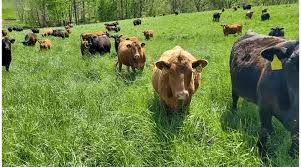 Pasture Production and Management Guide