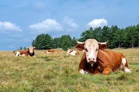 Pasture Production and Management Guide Pasture Production and Management Guide