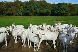 Goat Production Process Complete Guide Goat Production Process Complete Guide
