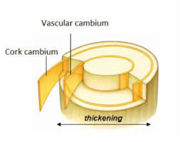 The Vascular Cambium and the Cork Cambium
