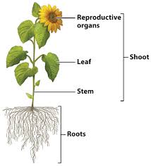 Vegetative Structure of Seed Plants: The Stem