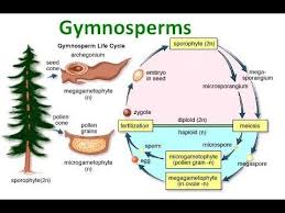 Reproductions in Gymnosperms