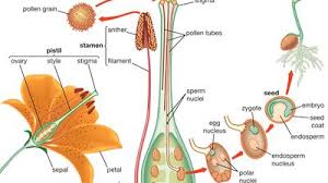 Reproduction in Angiosperms