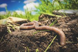 Impact of Pesticides on Human Health in Agriculture Impact of Pesticides on Human Health in Agriculture