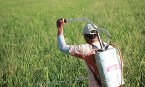 Understanding Pesticide Residues in Agricultural Produce Understanding Pesticide Residues in Agricultural Produce