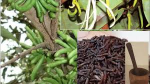 Health Benefits and Uses of Uda Tree (Negro Pepper)
