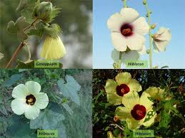 Botanical Characteristics of the Malvaceae Family in Agriculture