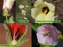 Botanical Characteristics of the Malvaceae Family in Agriculture Botanical Characteristics of the Malvaceae Family in Agriculture