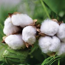 Botanical Characteristics of the Malvaceae Family in Agriculture Botanical Characteristics of the Malvaceae Family in Agriculture