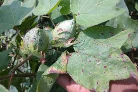 Botanical Characteristics of the Malvaceae Family in Agriculture Botanical Characteristics of the Malvaceae Family in Agriculture