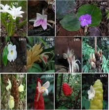Botanical Characteristics of the Zingiberaceae Family in Agriculture