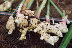 Botanical Characteristics of the Zingiberaceae Family in Agriculture Botanical Characteristics of the Zingiberaceae Family in Agriculture