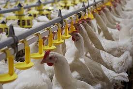 Importance of Automatic Drinkers in Poultry Farming