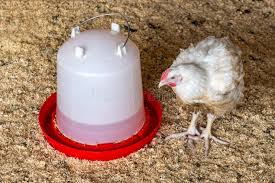 Importance of Automatic Drinkers in Poultry Farming Importance of Automatic Drinkers in Poultry Farming