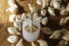 Overview of Feeding and Watering Equipment in Livestock and Poultry Farming