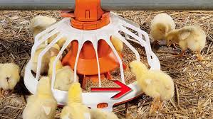 Overview of Feeding and Watering Equipment in Livestock and Poultry Farming Overview of Feeding and Watering Equipment in Livestock and Poultry Farming