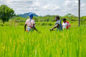 Origin, Spread, and Historical Development of Crop Production