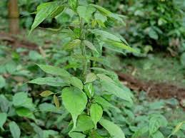 8 Health Benefits of Gnetum Africanum (Ukazi or Afang) Leaves