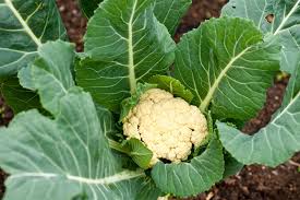 Comprehensive Amazing Health Benefits of Cauliflower