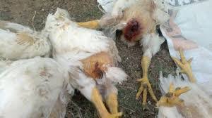 The Major Causes of Cannibalism among Poultry Birds
