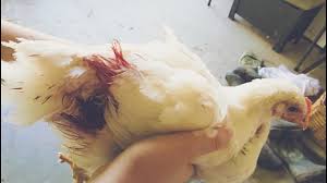 The Major Causes of Cannibalism among Poultry Birds The Major Causes of Cannibalism among Poultry Birds