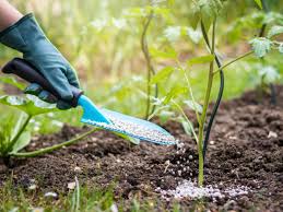 Guide on How to Determine Fertilizer Needs