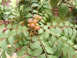 Health Benefits and Uses of Curry