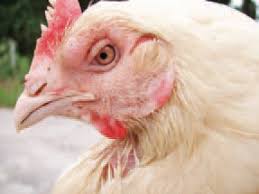 Ways to Avoid Fowl Cholera Disease (Pasteurella multocida) in Poultry Farm Birds